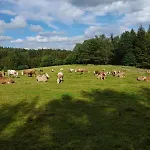 Waldviertel Auszeit - Lichtung Im Wald - Alleinlage Holiday home *