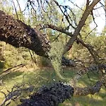Prázdninový dům Waldviertel Auszeit - Lichtung Im Wald - Alleinlage Scheiben