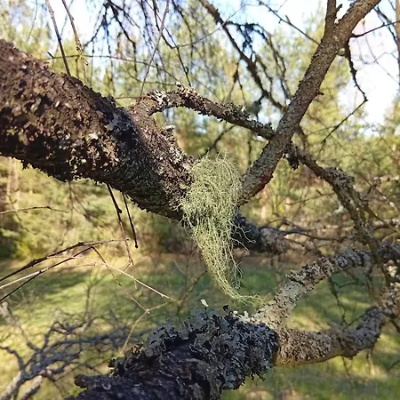 Dom wakacyjny Waldviertel Auszeit - Lichtung Im Wald - Alleinlage Scheiben